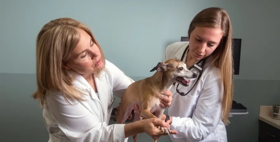 Two blonde women veterinarians leaning over and caring for a small panting short haired dog.
